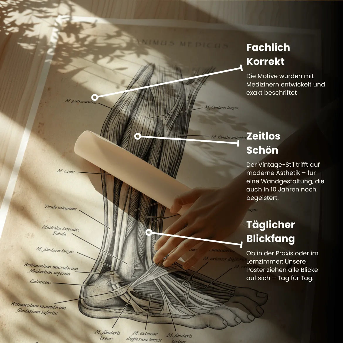 Unterschenkel Muskeln - Animus Medicus GmbH