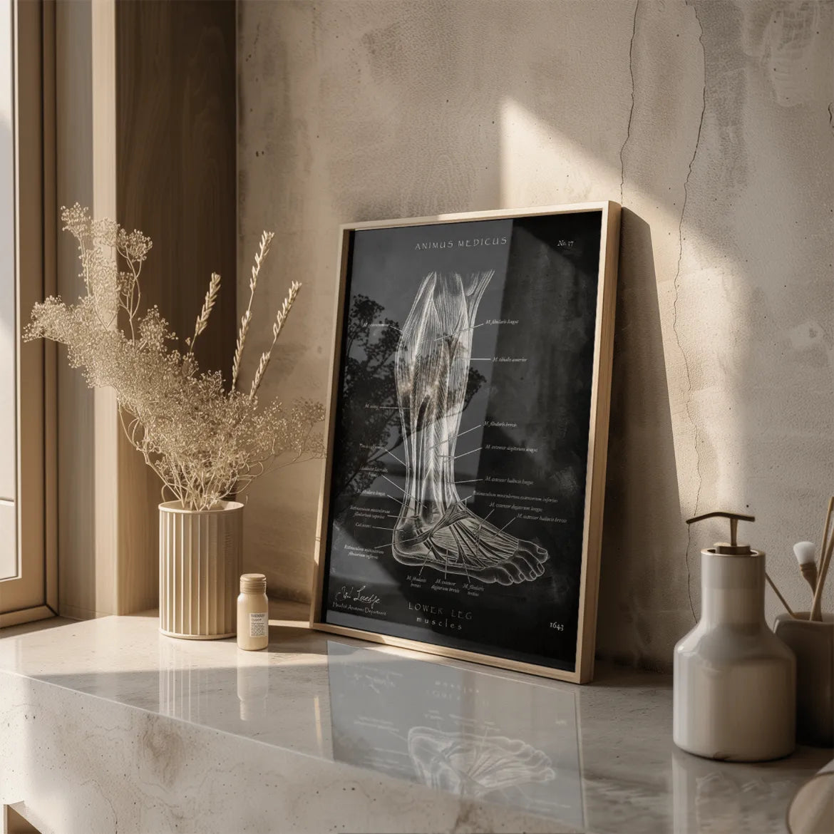 Unterschenkel Muskeln - Chalkboard - Animus Medicus GmbH