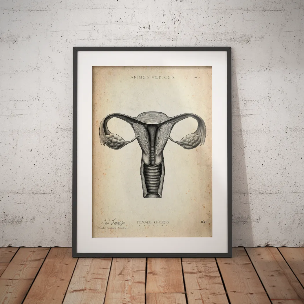 Uterus Anatomie - Animus Medicus GmbH