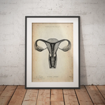 Uterus Anatomie - Animus Medicus GmbH