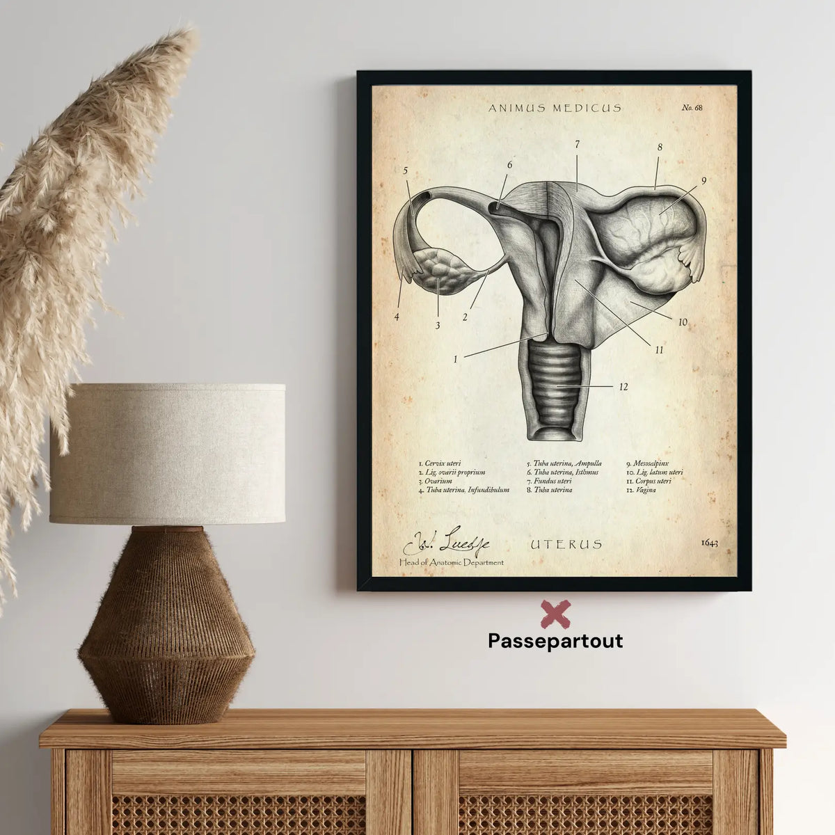 Uterus mit Adnexe - Animus Medicus GmbH