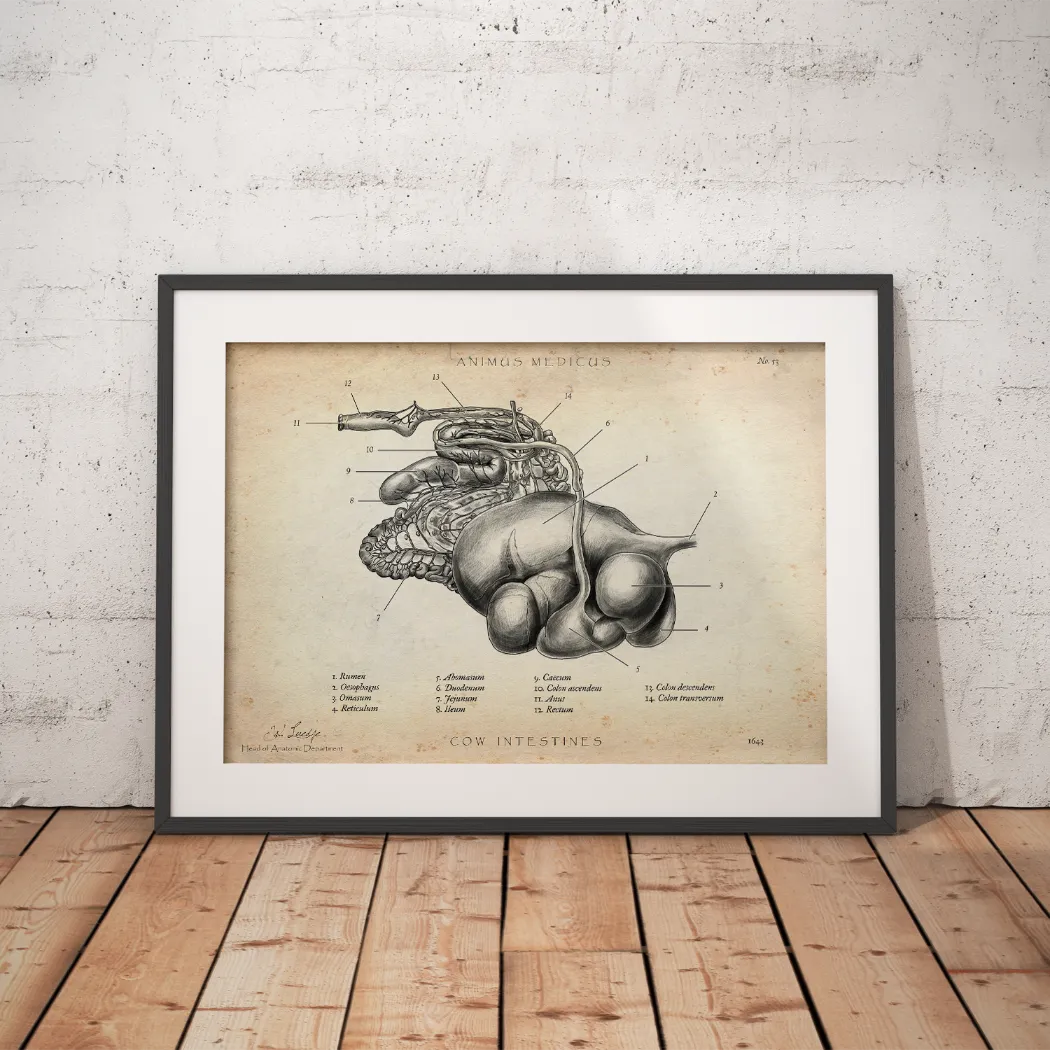 Verdauungssystem der Kuh - Animus Medicus GmbH