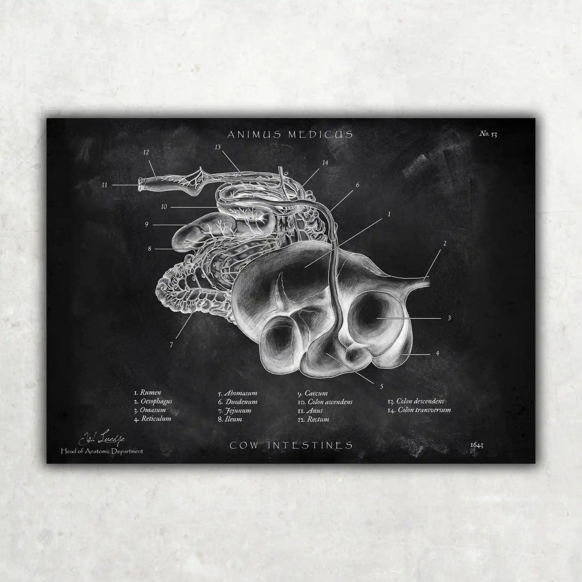 Verdauungssystem der Kuh - Chalkboard - Animus Medicus GmbH