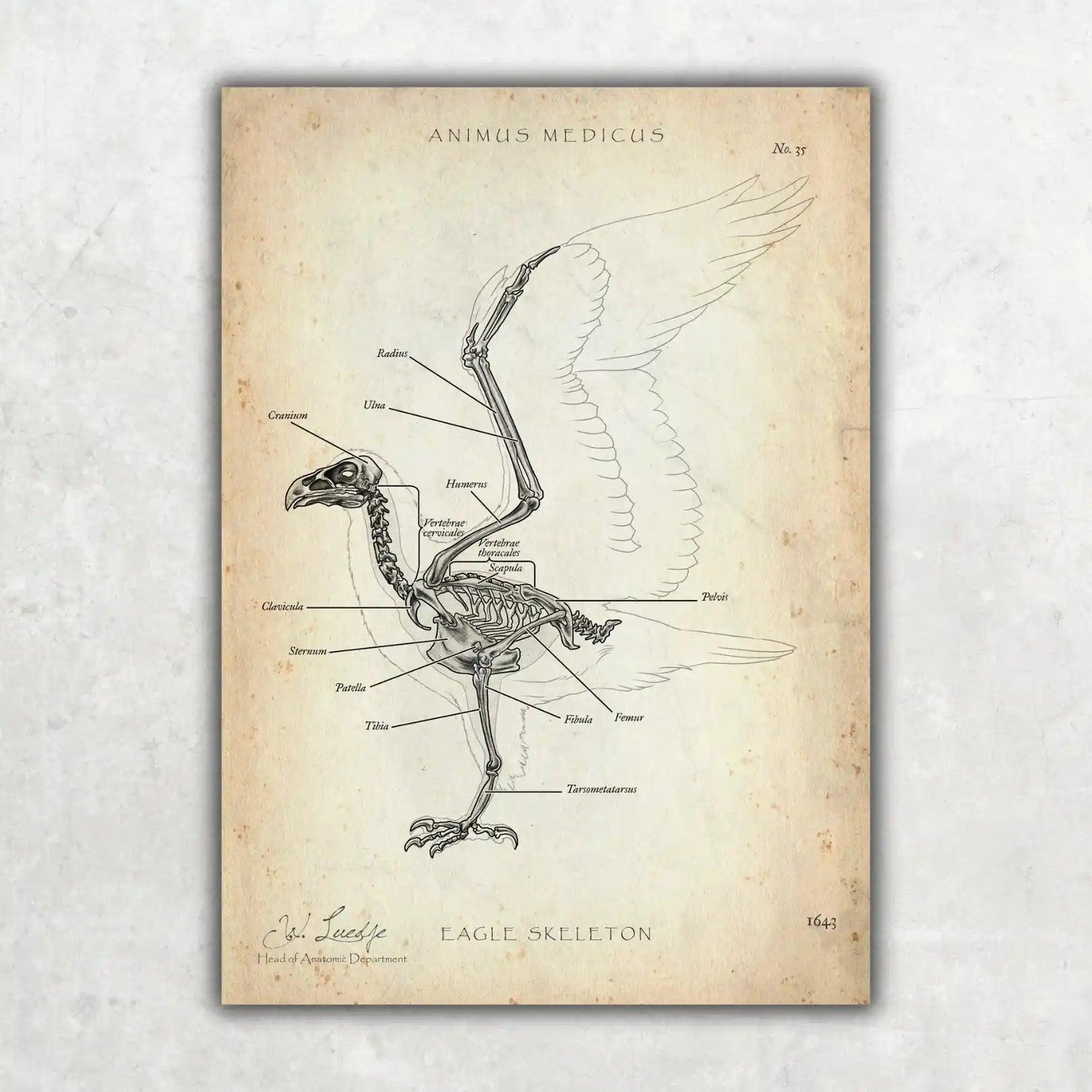 Vogel Skelett - Animus Medicus GmbH