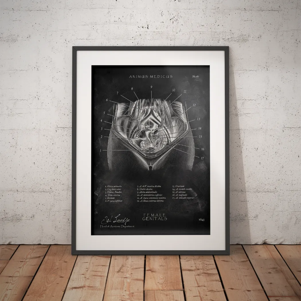 Weibliche Genitalien - Chalkboard - Animus Medicus GmbH