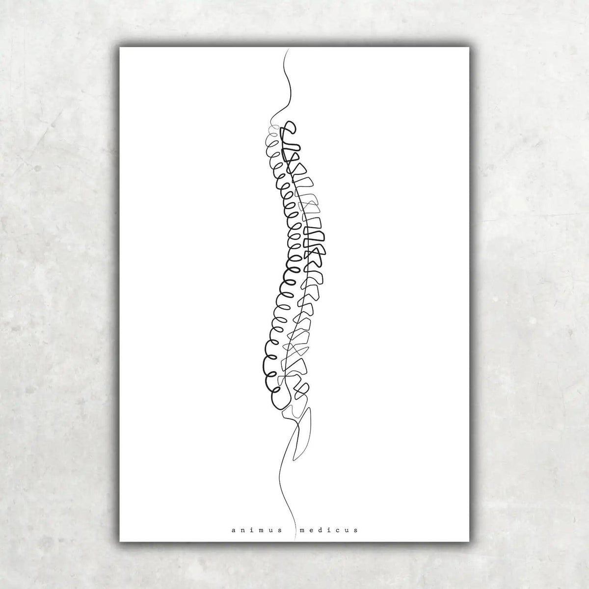 Wirbelsäule Anatomie Minimalist - Animus Medicus GmbH