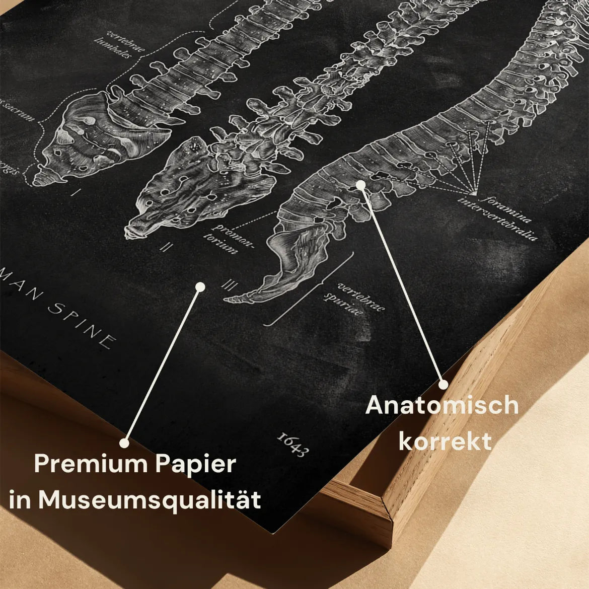 Wirbelsäule | Aufbau und Anatomie - Chalkboard - Animus Medicus GmbH