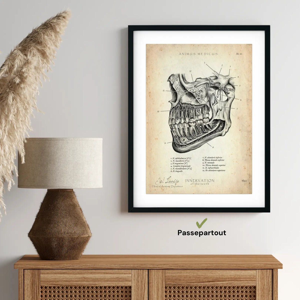 Zahn Innervation - Animus Medicus GmbH