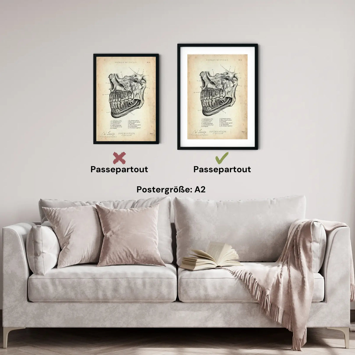 Zahn Innervation - Animus Medicus GmbH