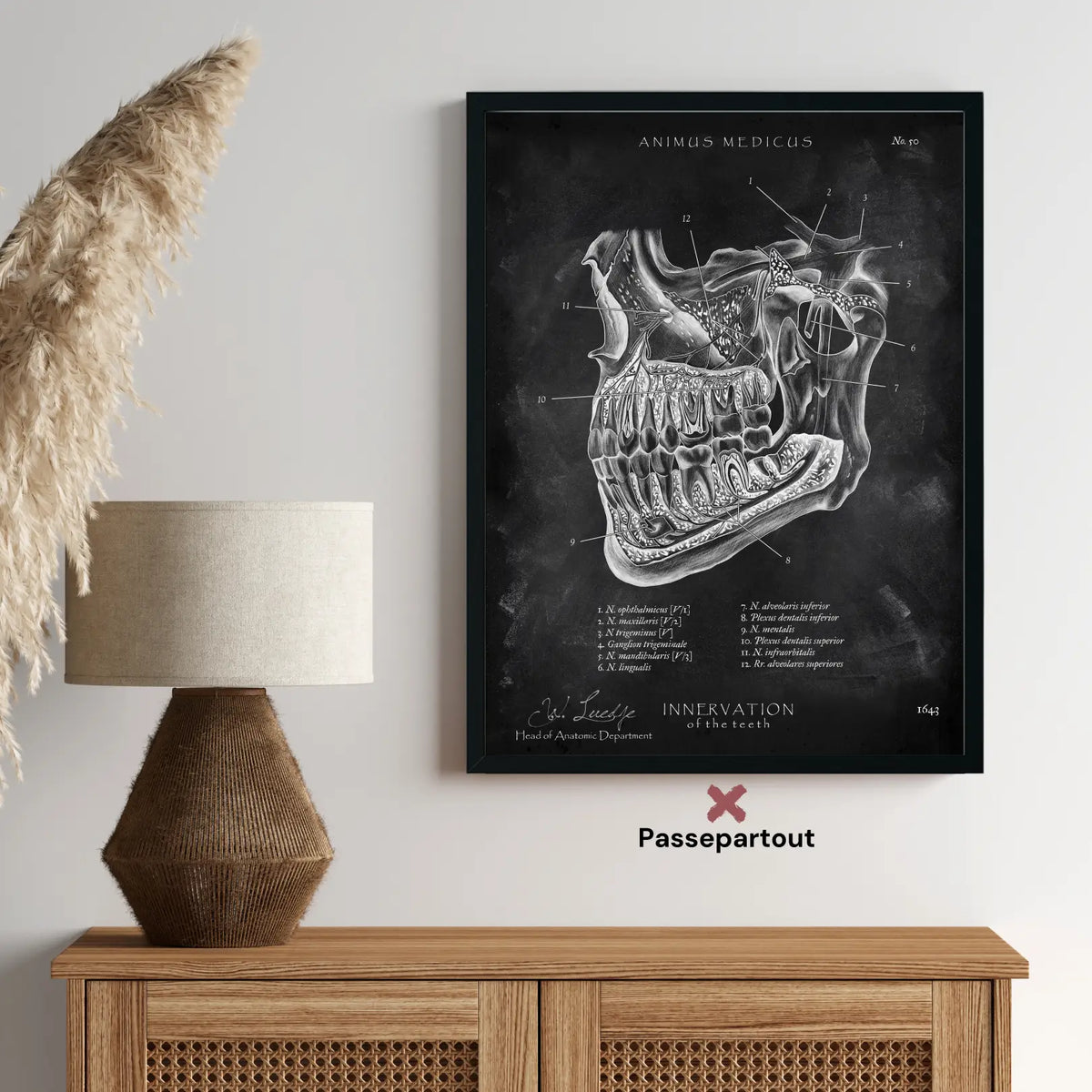 Zahn Innervation - Chalkboard - Animus Medicus GmbH