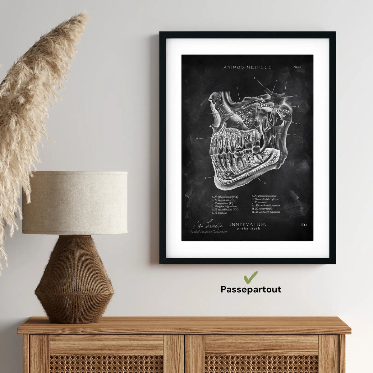 Zahn Innervation - Chalkboard - Animus Medicus GmbH