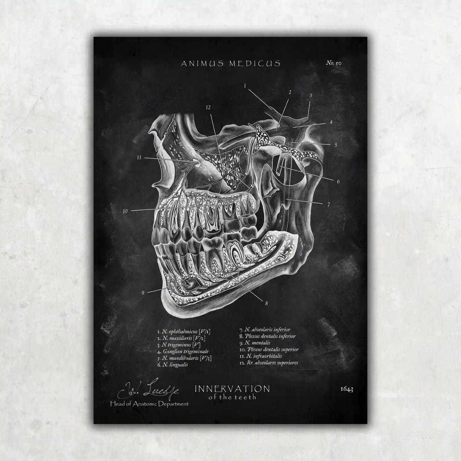 Zahn Innervation - Chalkboard - Animus Medicus GmbH