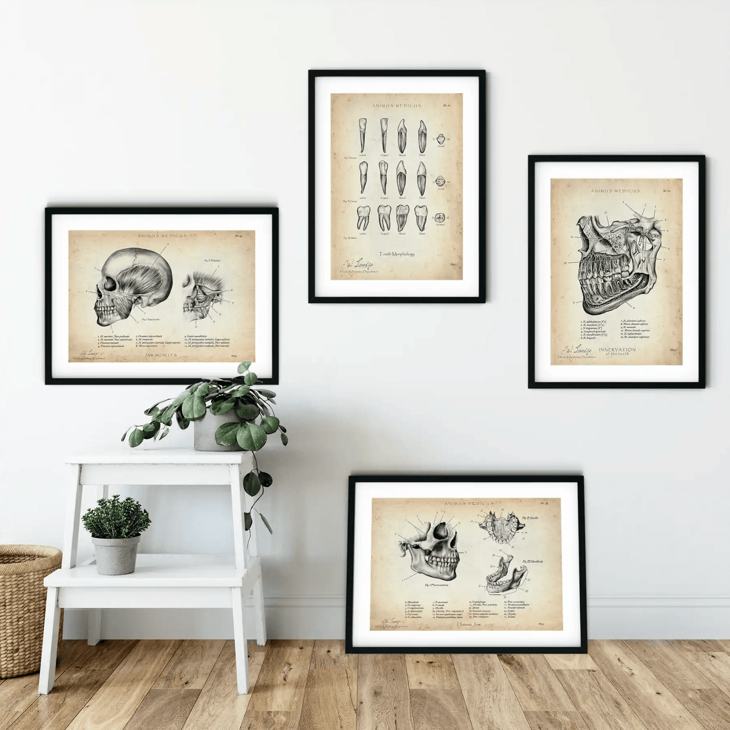 Zahnarzt Sammlung - Animus Medicus GmbH