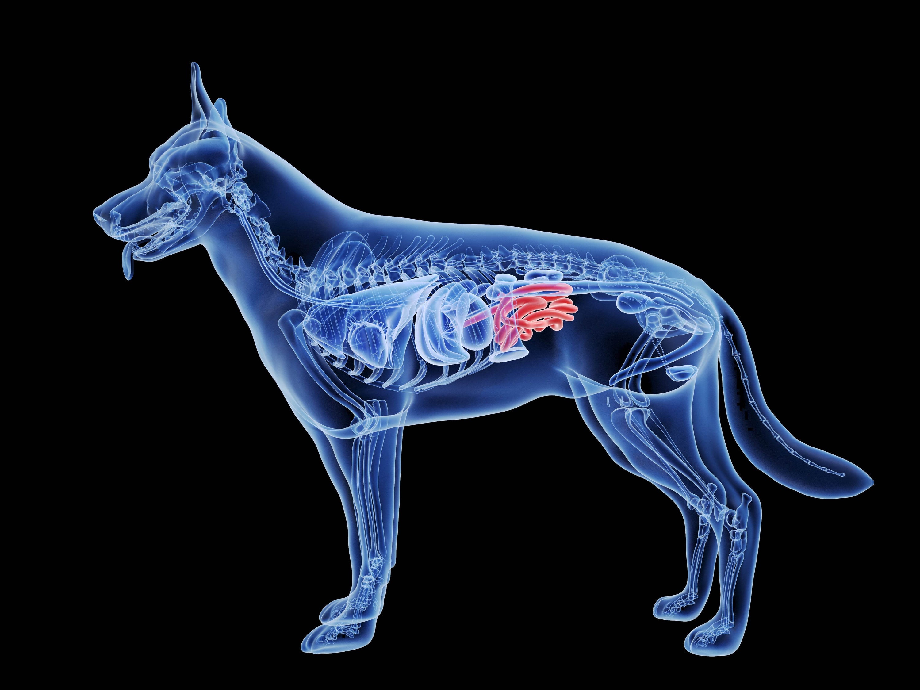 Anatomie des Hundes – Wissenswertes für alle Hundeherrchen und -frauchen - Animus Medicus GmbH