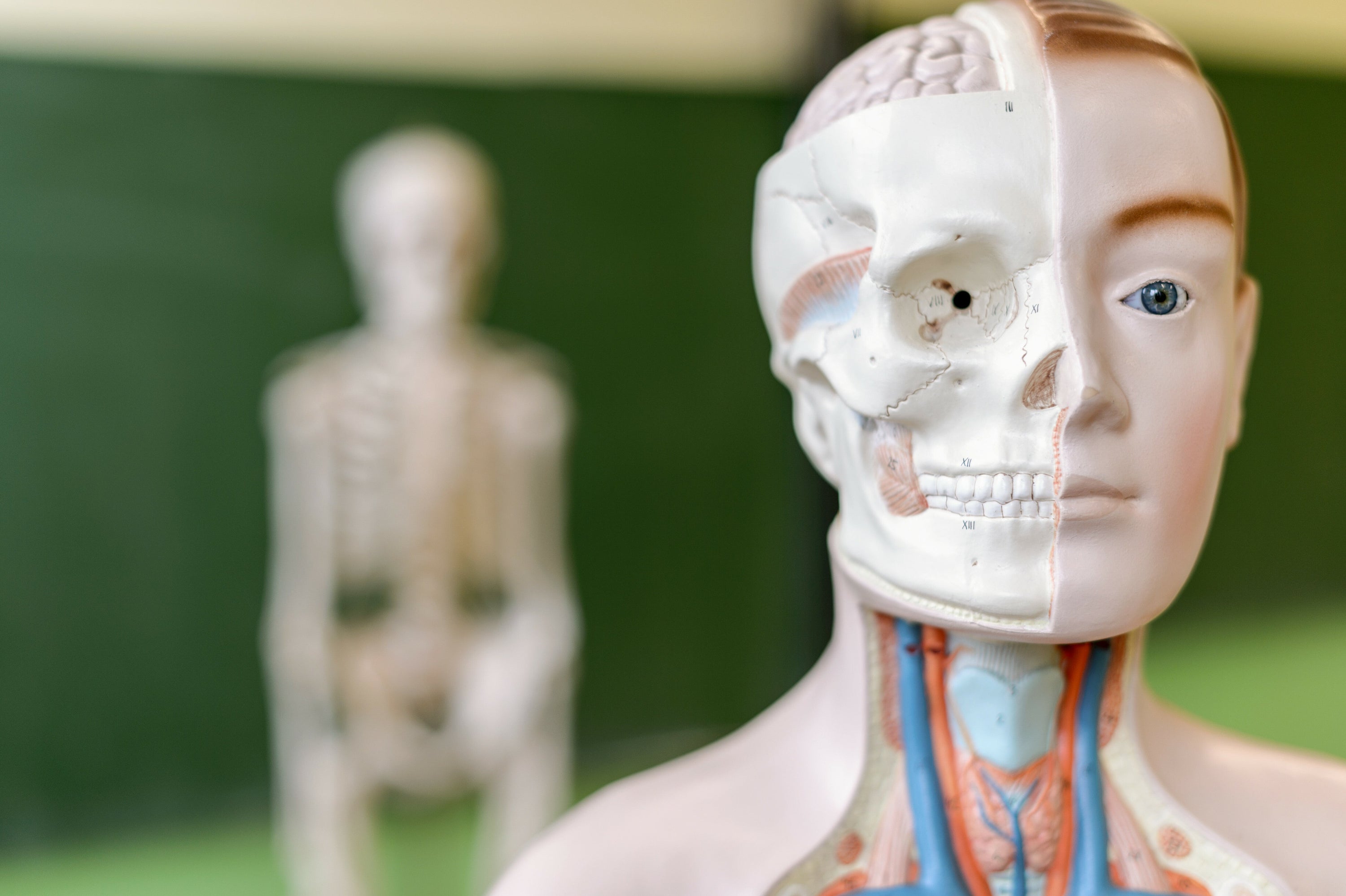 Anatomischen Landmarken – wo und wie wir diese finden - Animus Medicus