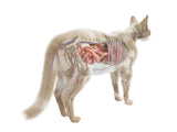 Anatomie der Katze: Das verbirgt sich unter dem Fell
