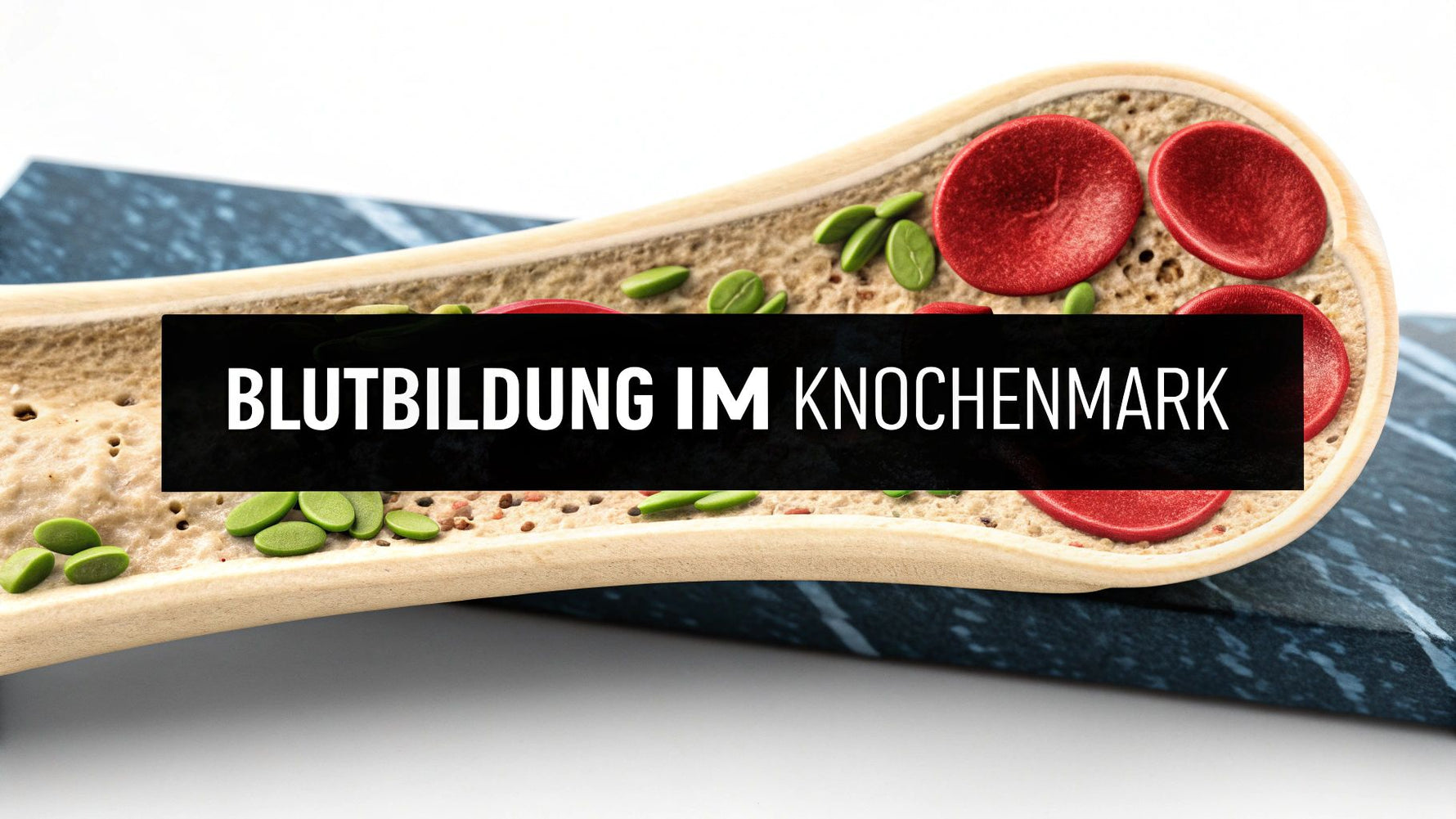 Blutbildung im knochenmark: Ihr kompakter Guide zur Hämatopoese