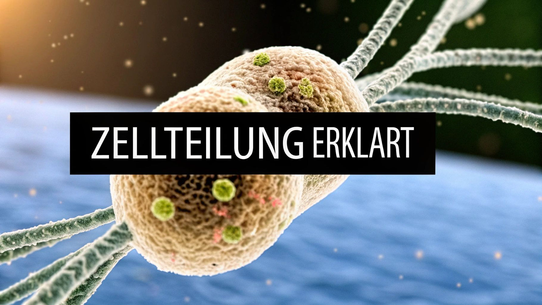 zellteilung einfach erklärt: Mitose und Meiose verständlich