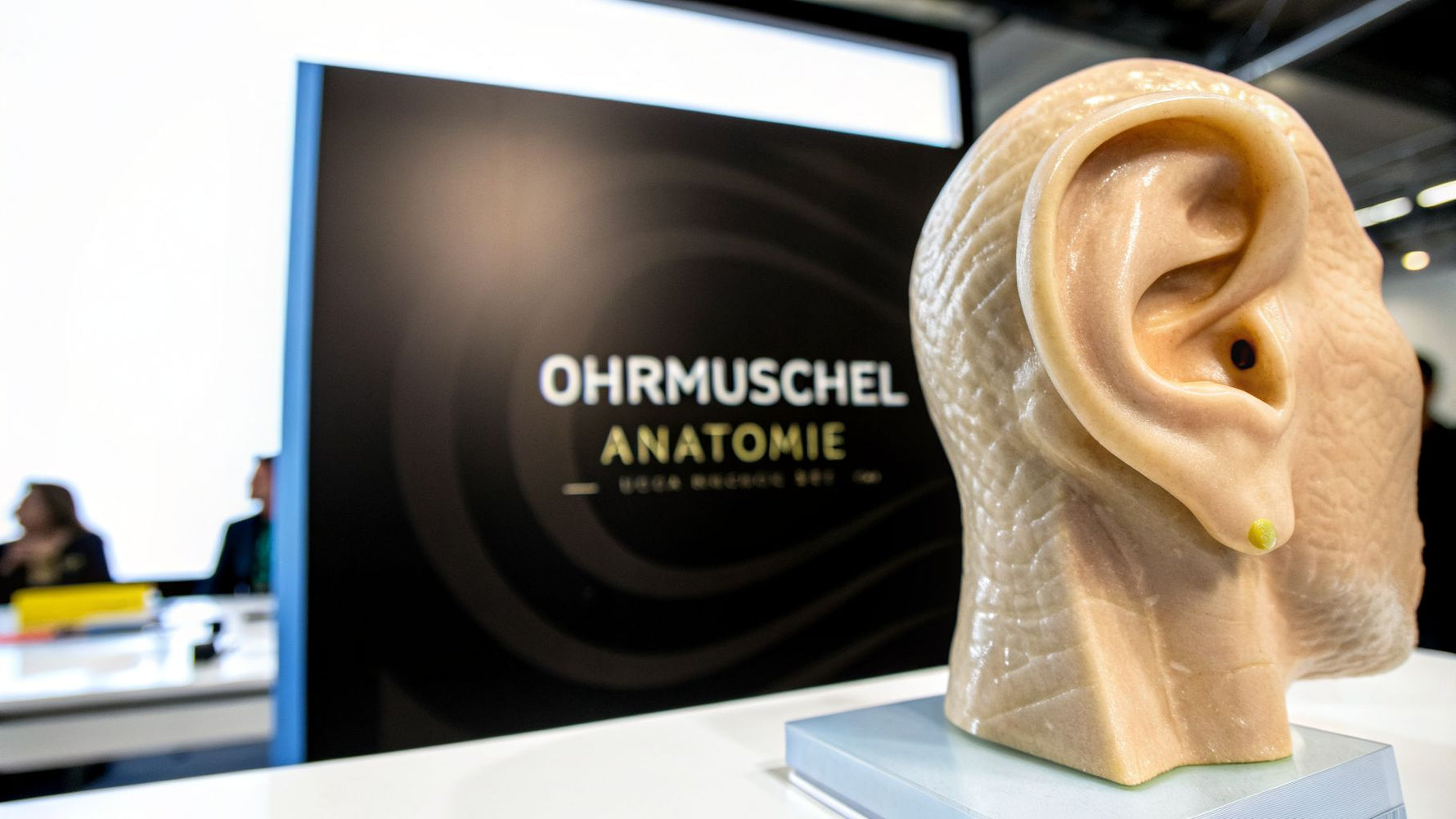 Ohrmuschel Ohr Anatomie verständlich erklärt