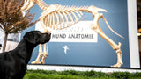 Anatomie Hund: Faszinierende Einblicke in den Körperbau