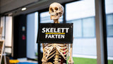 Skelett Mensch Knochen: 8 Interessante Fakten im Überblick