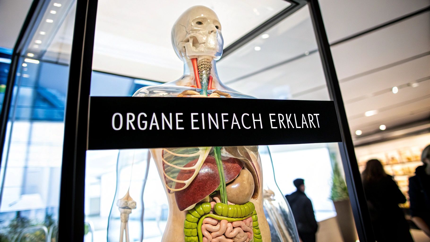 Menschliche Körper Organe verständlich erklärt