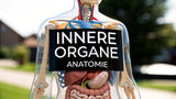 Innere Organe Anatomie verständlich erklärt