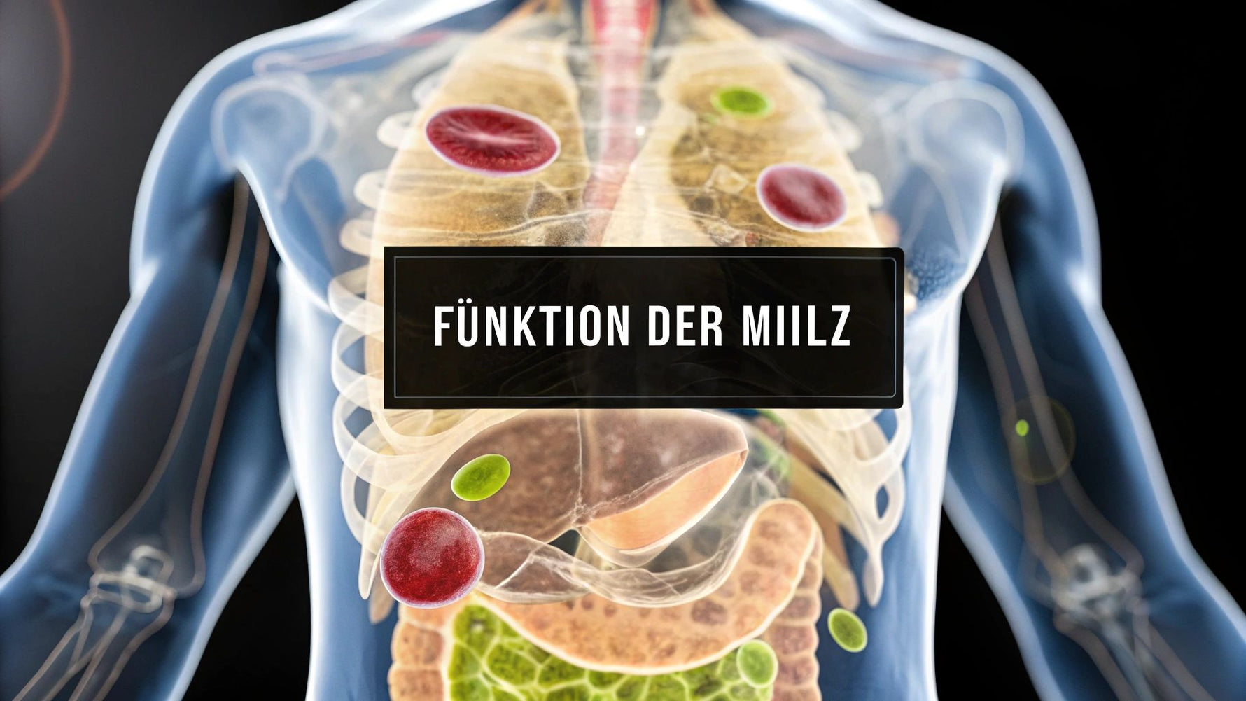 Welche Funktion hat die Milz verständlich erklärt