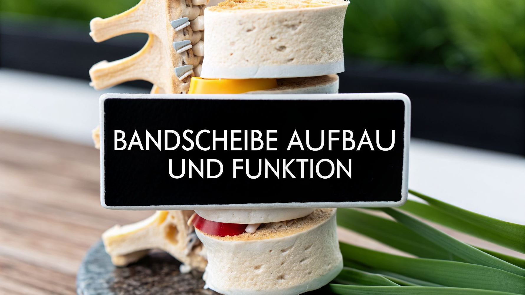 Bandscheibe Aufbau und Funktion verständlich erklärt