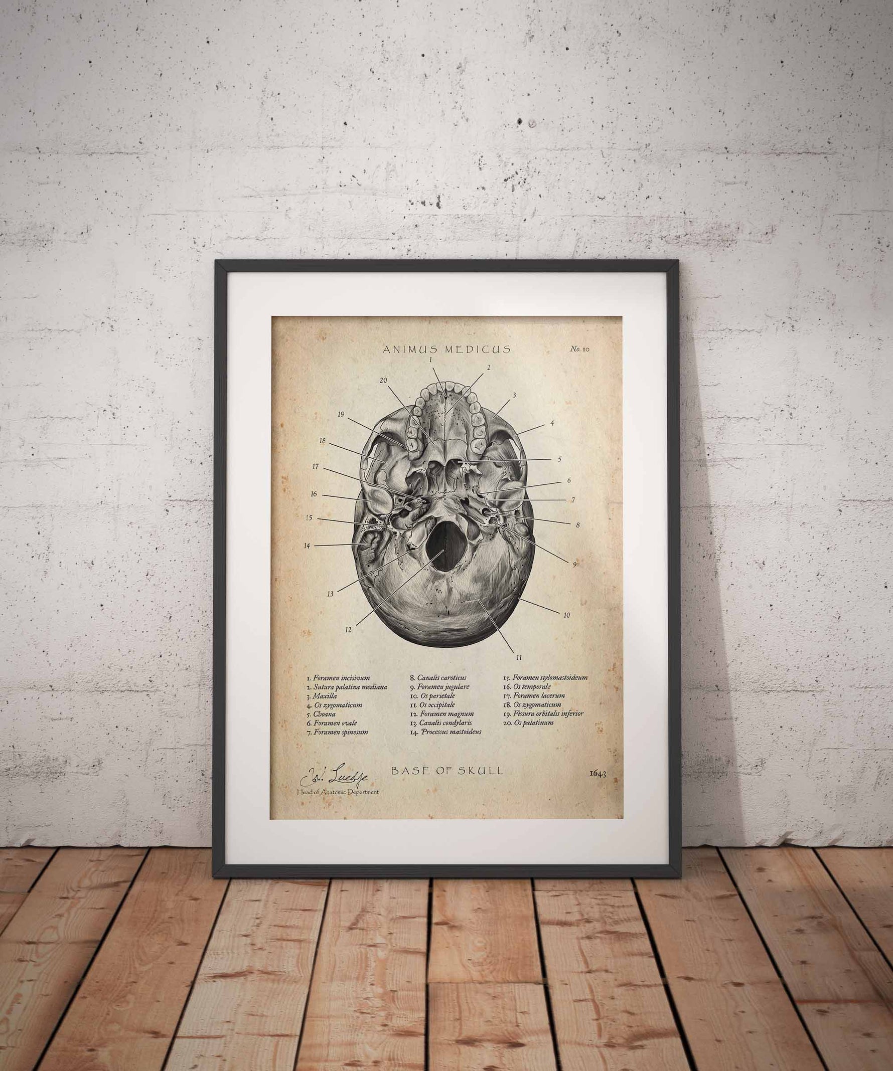 Medizinischer Begriff der Woche: Foramen magnum - Animus Medicus