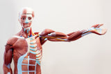 Muskeln lernen: Anatomiebilder als visuelle Hilfen