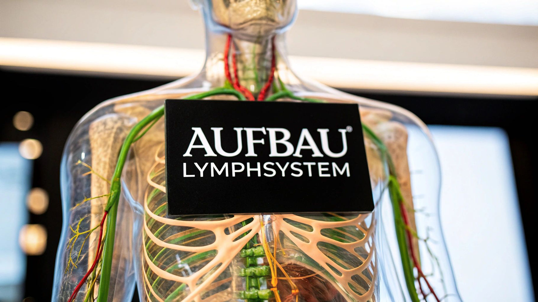 Der Aufbau des Lymphsystems einfach erklärt