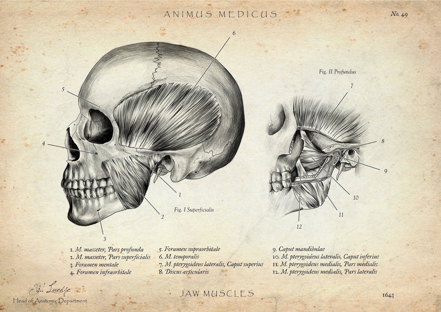 Sulcus centralis - Animus Medicus