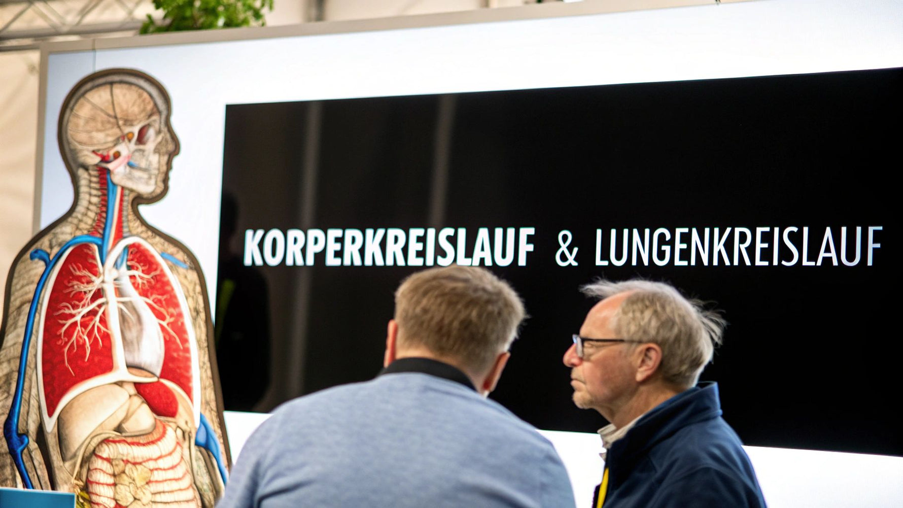 Körperkreislauf und lungenkreislauf verständlich erklärt