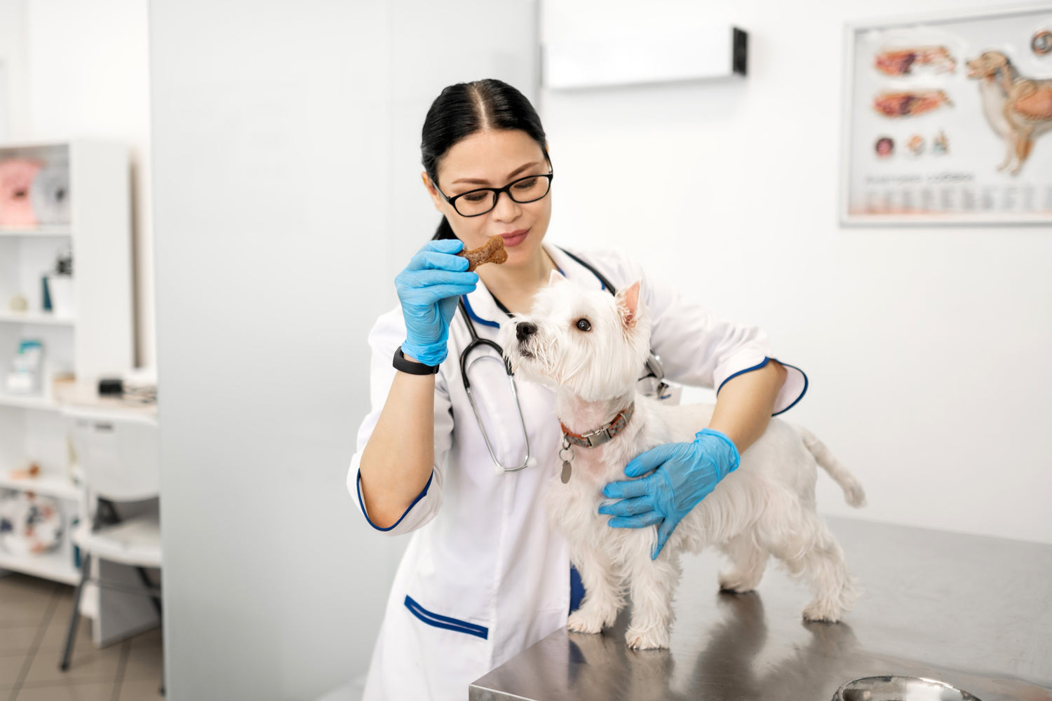Tierarztpraxis Einrichtung: So gelingt die Umsetzung