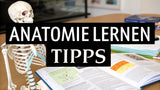 Top Anatomie Lernen Tipps 2025 – Schnell & Effizient Lernen