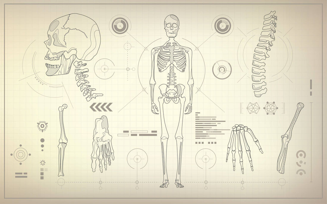 Kleinster Knochen des Menschen – welcher es ist – Animus Medicus GmbH