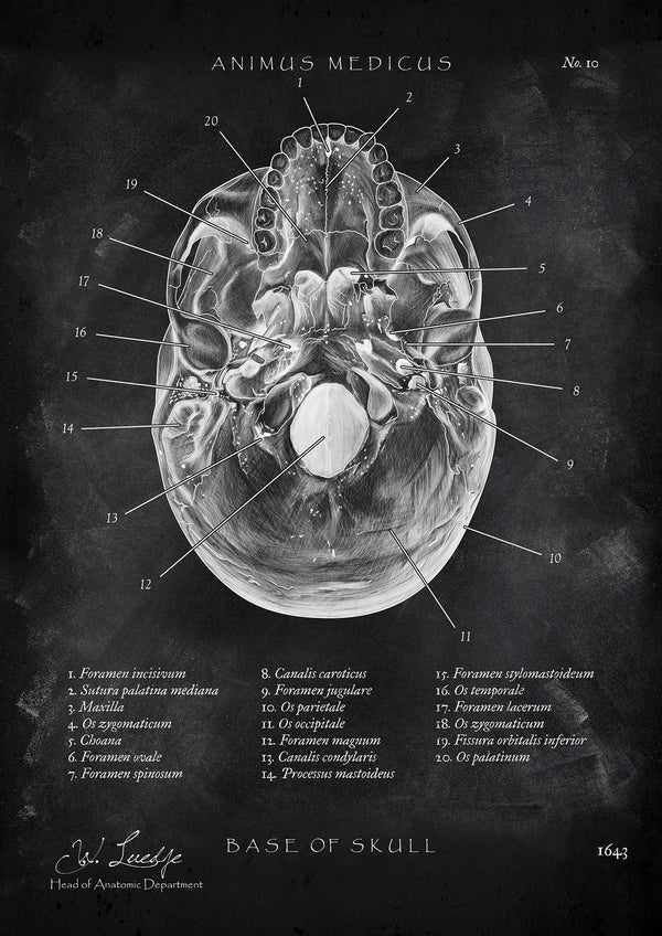 Schädelbasis Anatomie - Chalkboard