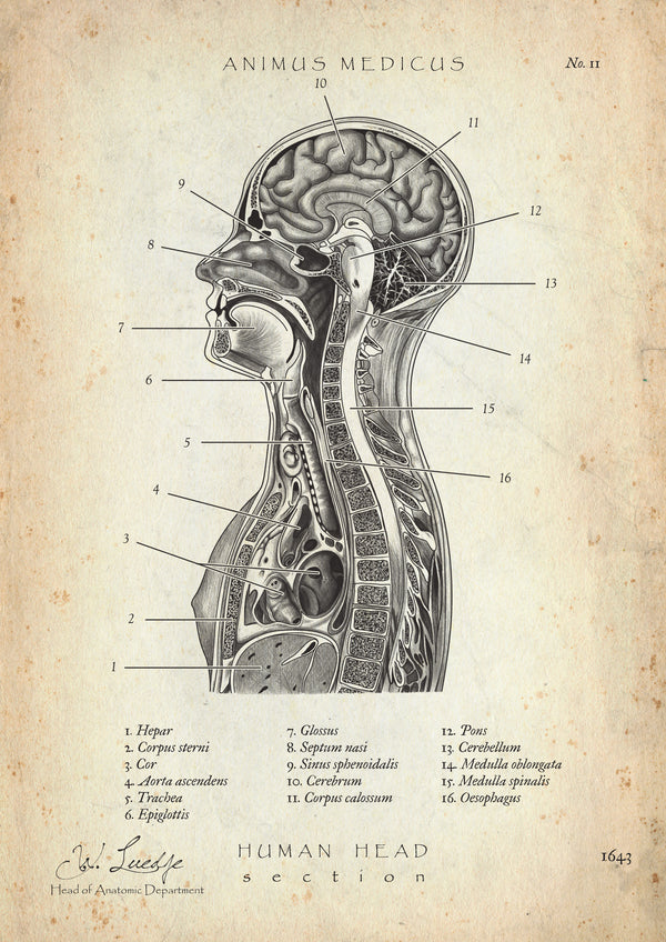 Thorax Anatomie