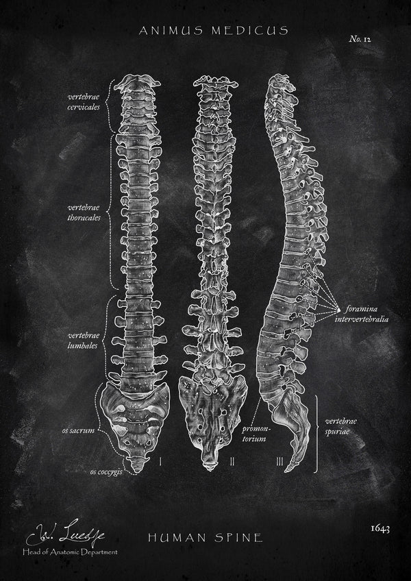 Wirbelsäule | Aufbau und Anatomie - Chalkboard