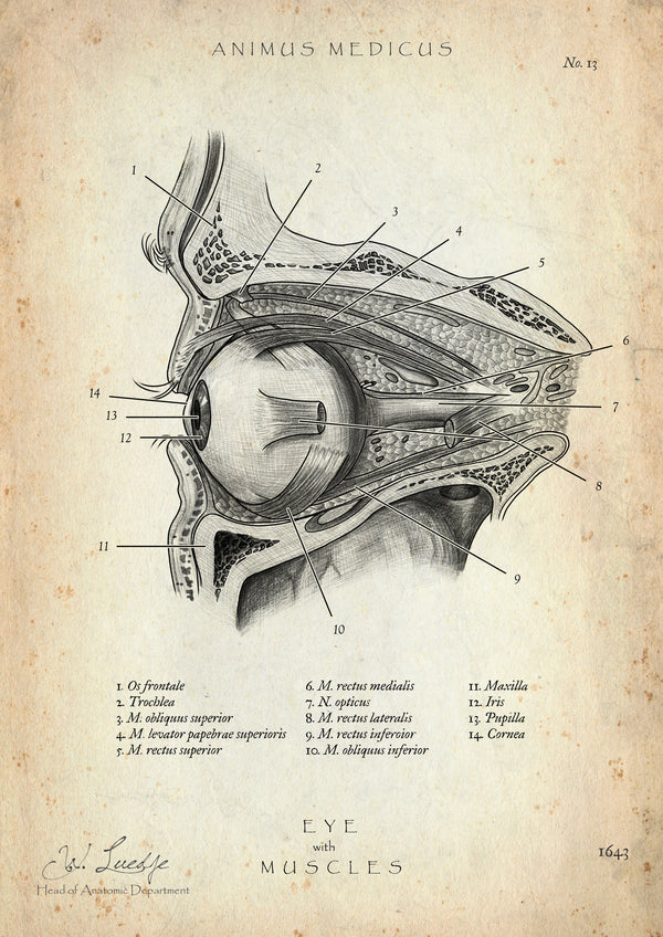 Die Augen Anatomie