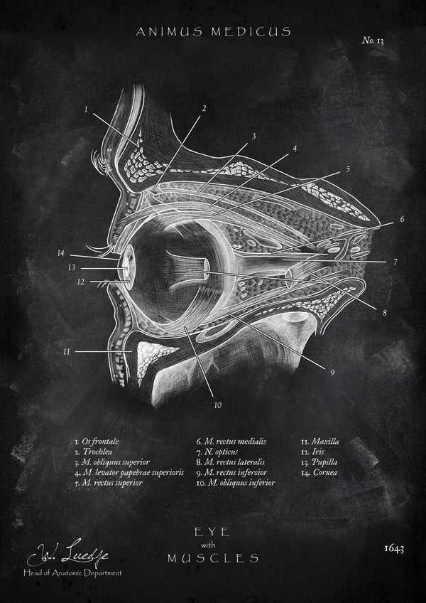 Die Augen Anatomie - Chalkboard