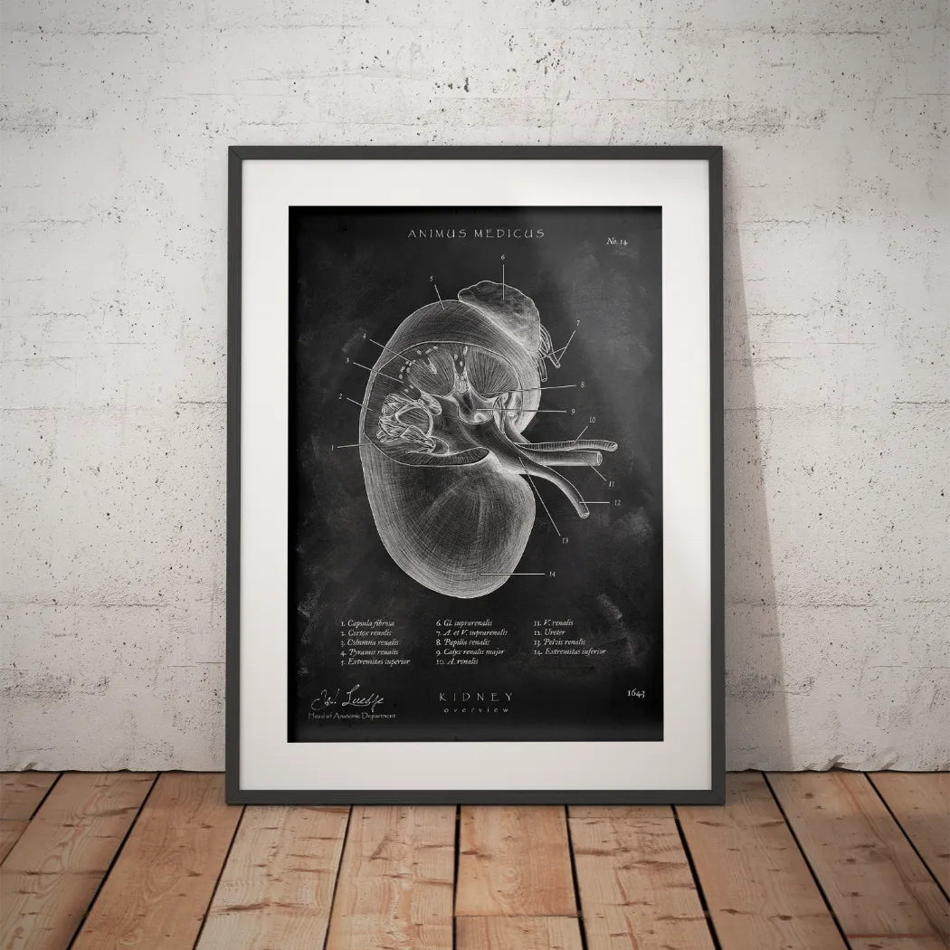 Nieren Anatomie - Chalkboard