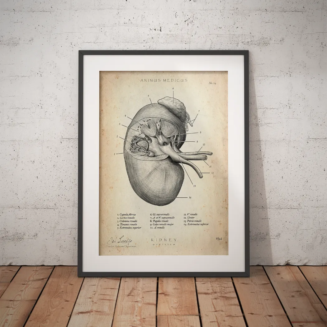 Kidney anatomy