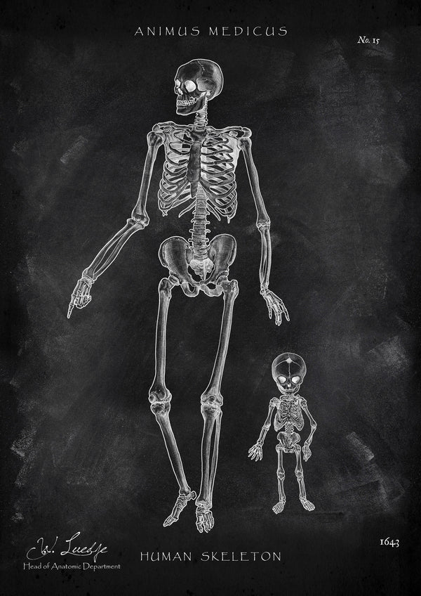 Menschliche Skelett - Chalkboard