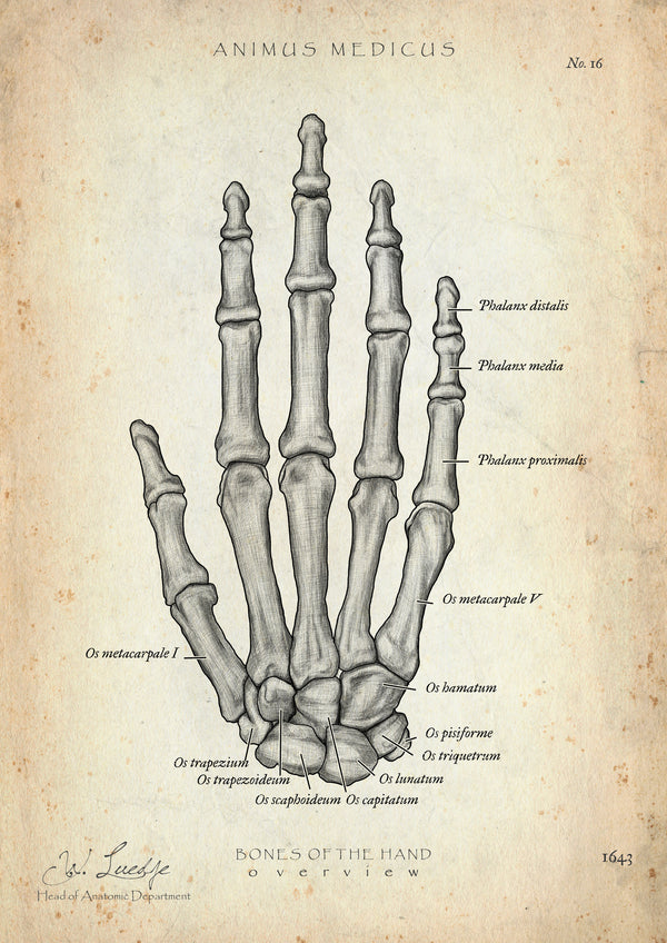 Handknochen Anatomie
