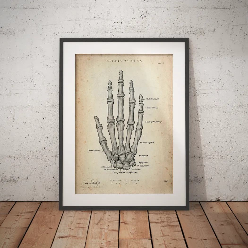 Handknochen Anatomie