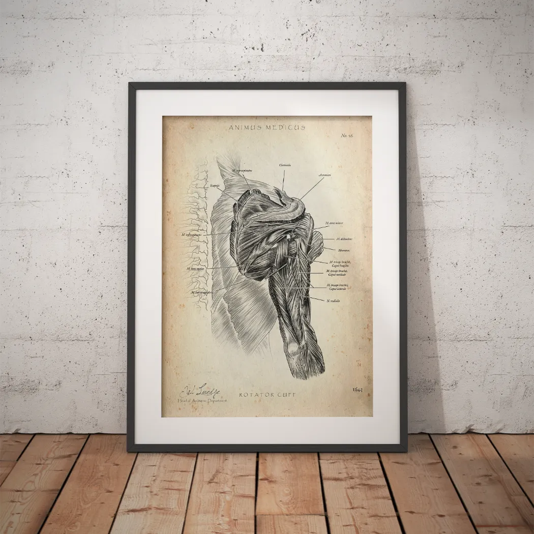 Rotator cuff anatomy