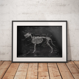 Hunde Skelett - Chalkboard