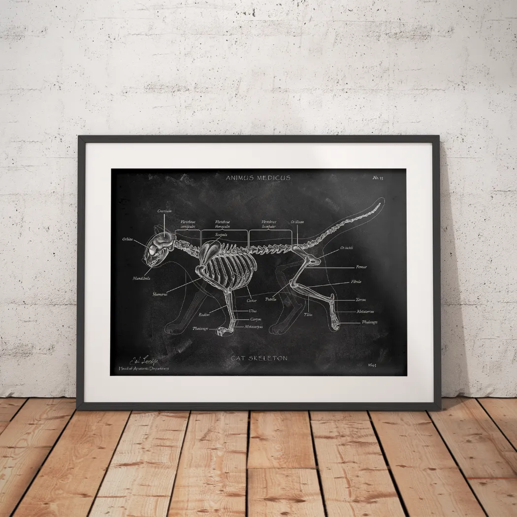 Cat Skeleton - Chalkboard